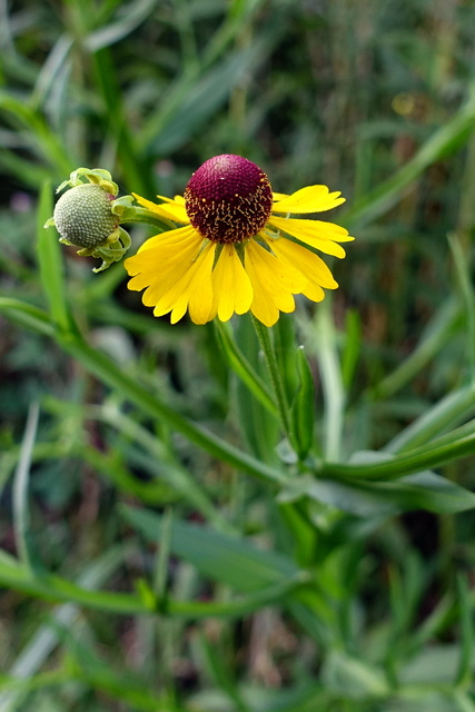 Helenium flexuosum