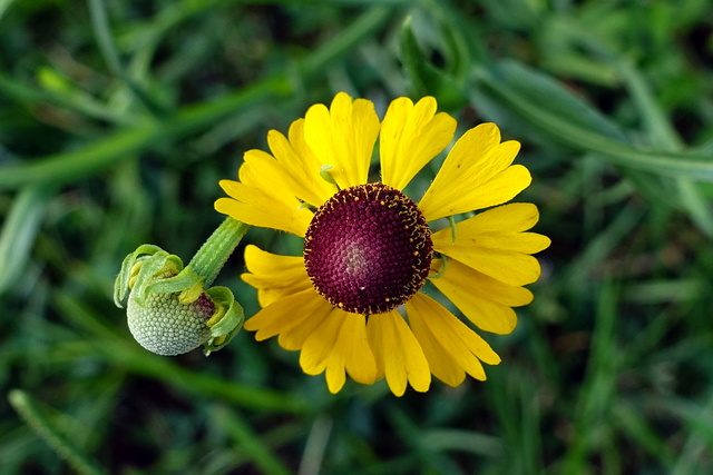 Helenium flexuosum