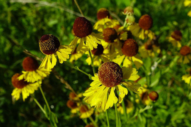 Helenium flexuosum