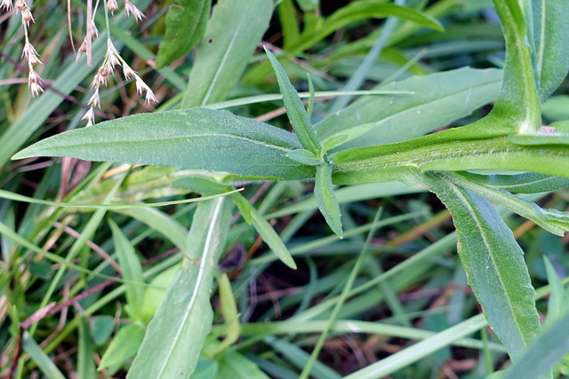 Helenium flexuosum - leaves