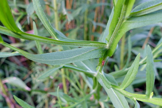 Helenium flexuosum - leaves