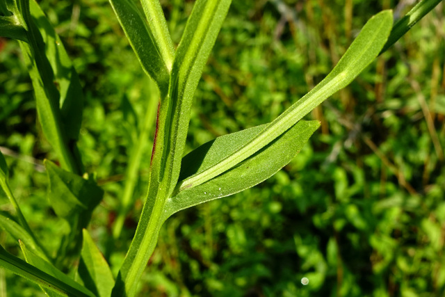 Helenium flexuosum - leaves