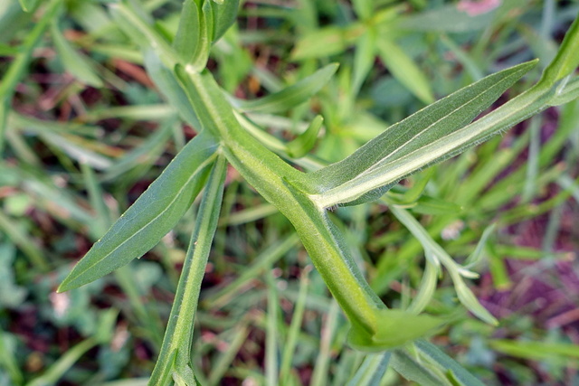 Helenium flexuosum - stem