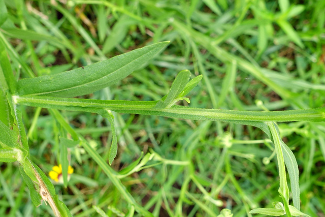 Helenium flexuosum - stem