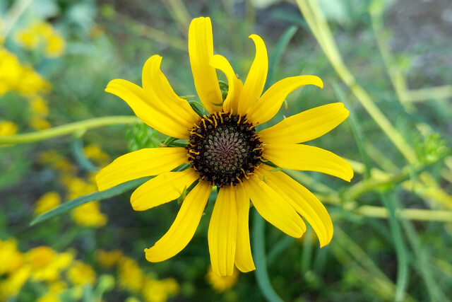 Helianthus angustifolius