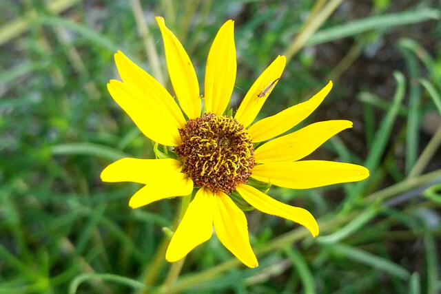 Helianthus angustifolius