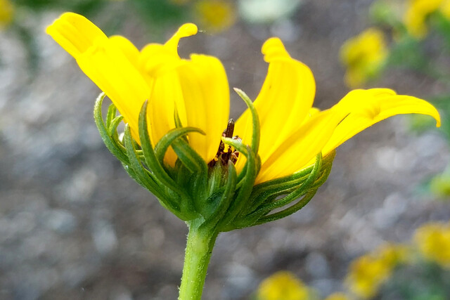 Helianthus angustifolius - involucral bracts