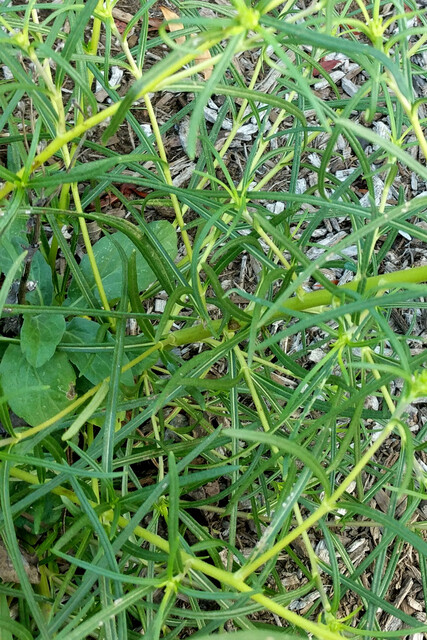 Helianthus angustifolius - leaves