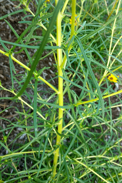 Helianthus angustifolius - stem