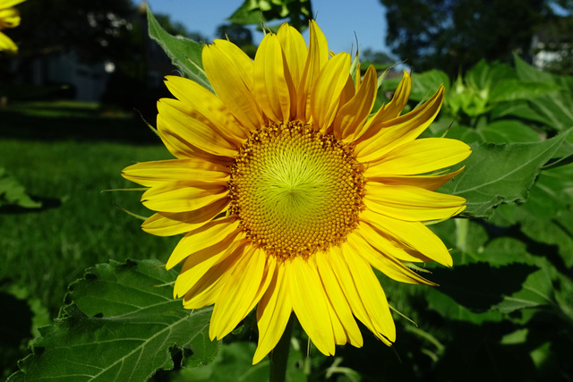 Helianthus annuus