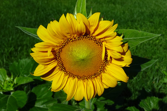 Helianthus annuus