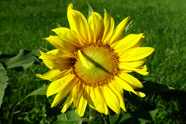 Helianthus annuus