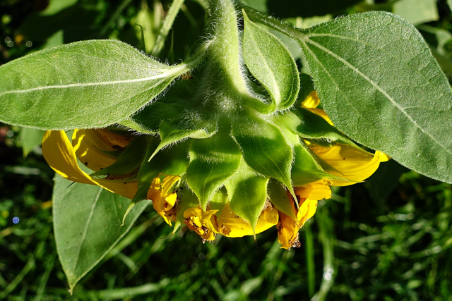 Helianthus annuus - involucral bracts