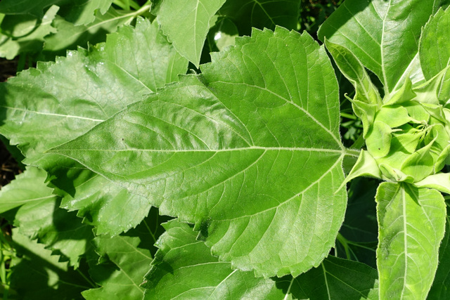 Helianthus annuus - leaves