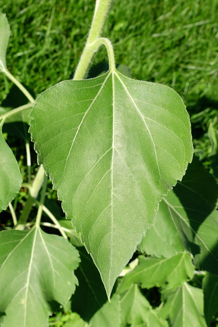 Helianthus annuus - leaves