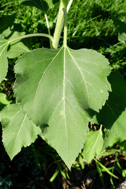 Helianthus annuus - leaves