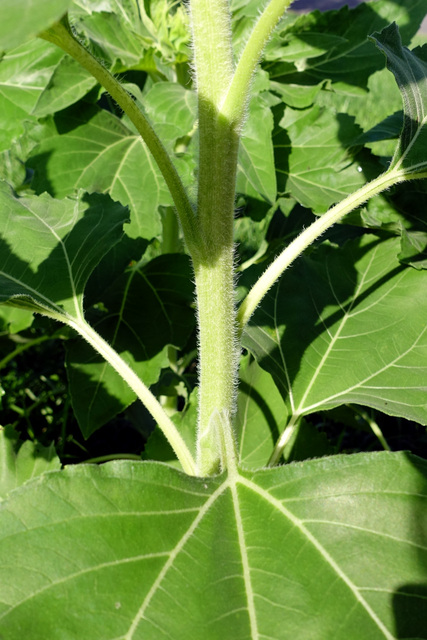 Helianthus annuus - stem