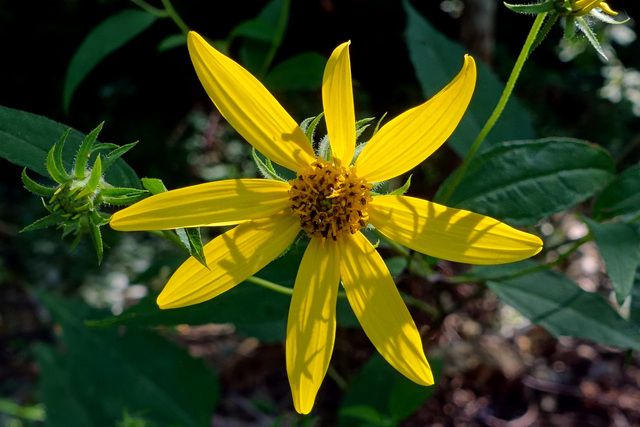 Helianthus decapetalus