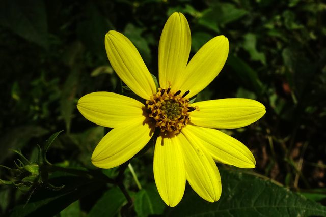 Helianthus decapetalus