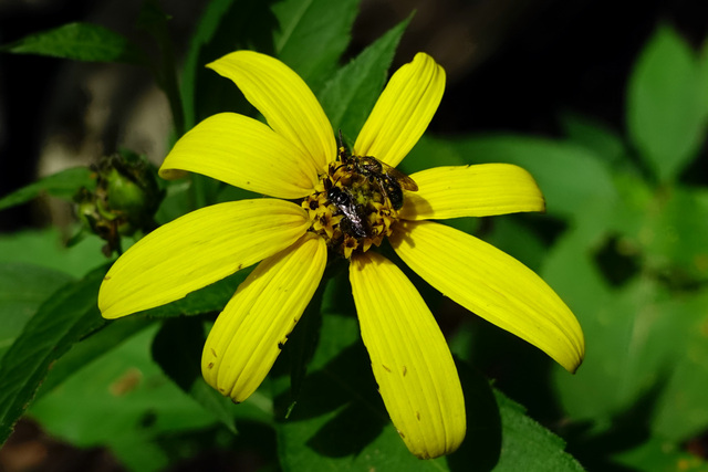 Helianthus decapetalus