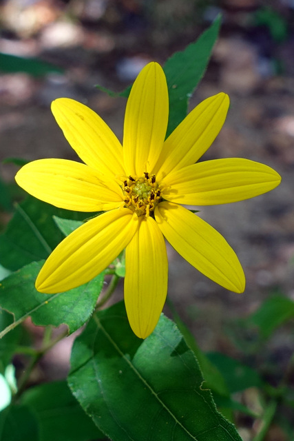 Helianthus decapetalus