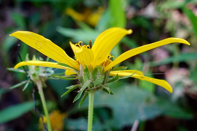 Helianthus decapetalus