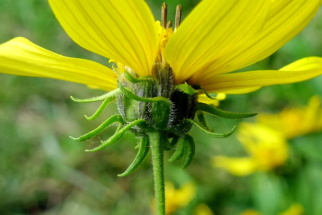 Helianthus decapetalus - involucral bracts