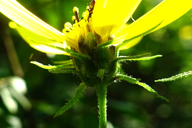 Helianthus decapetalus - involucral bracts