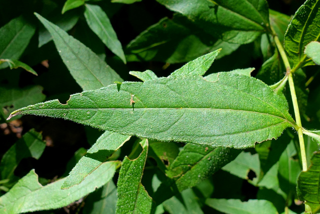 Helianthus decapetalus - leaves