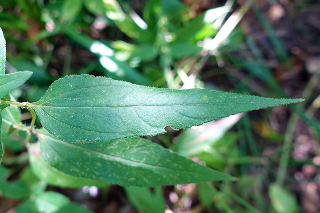 Helianthus decapetalus - leaves