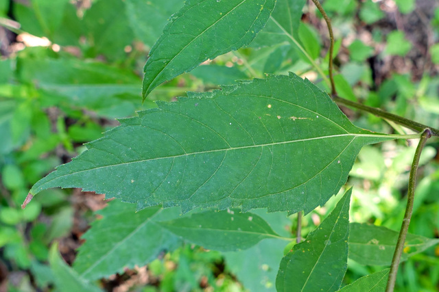 Helianthus decapetalus - leaves