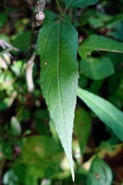 Helianthus decapetalus - leaves