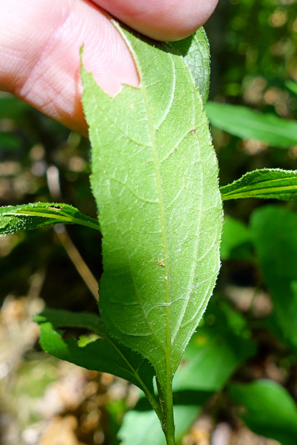 Helianthus decapetalus - leaves