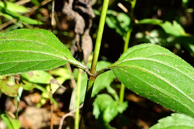 Helianthus decapetalus - stem