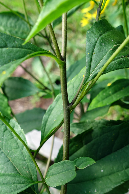 Helianthus decapetalus - stem