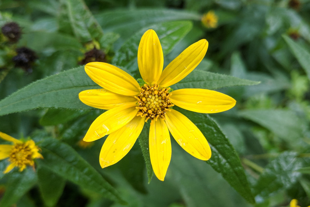 Helianthus divaricatus