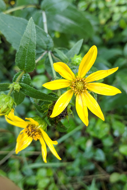 Helianthus divaricatus