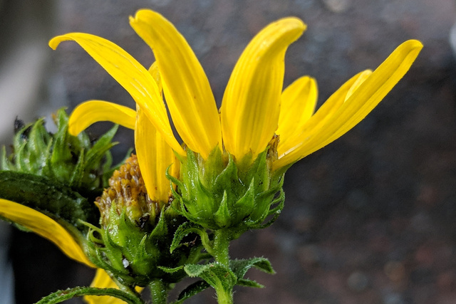 Helianthus divaricatus - involucral bracts