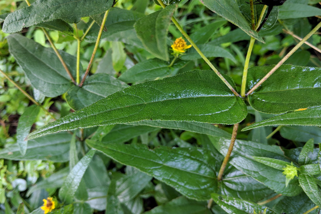 Helianthus divaricatus - leaves