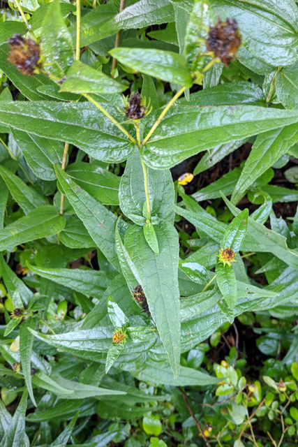 Helianthus divaricatus - leaves