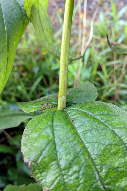 Helianthus divaricatus - stem