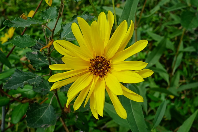 Helianthus laetiflorus