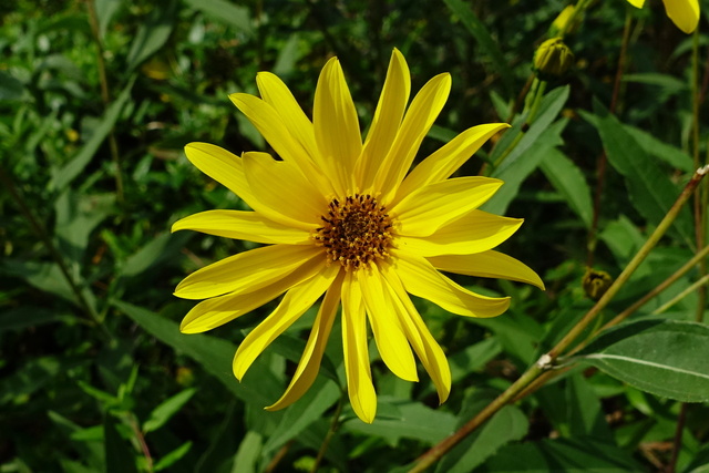 Helianthus laetiflorus