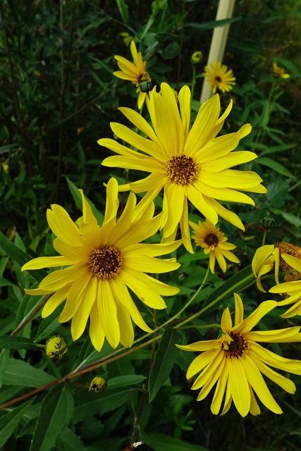 Helianthus laetiflorus