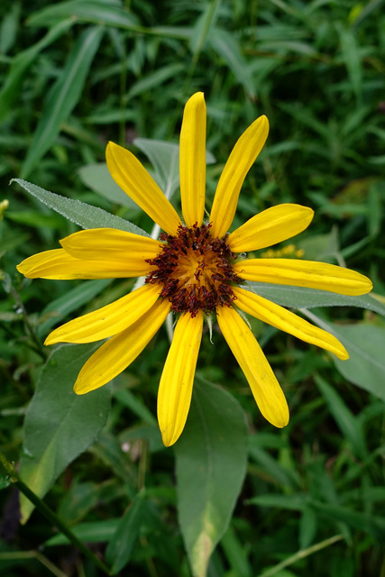 Helianthus laetiflorus