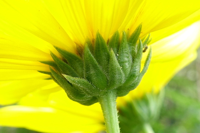 Helianthus laetiflorus - involucral bracts