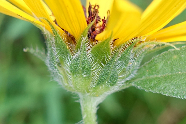 Helianthus laetiflorus - involucral bracts