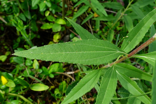 Helianthus laetiflorus - leaves