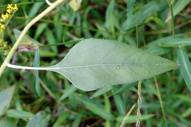 Helianthus laetiflorus - leaves