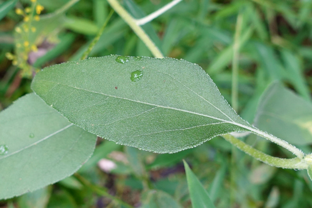 Helianthus laetiflorus - leaves